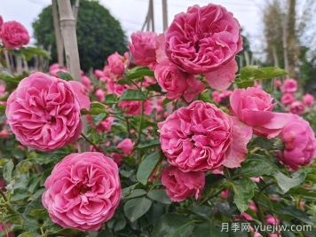 粉色達芬奇月季/粉達月季
