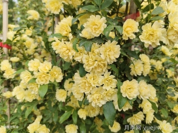 黃木香薔薇