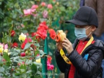 2185萬(wàn)株市花月季盛開！請(qǐng)叫鄭州“月季花城”