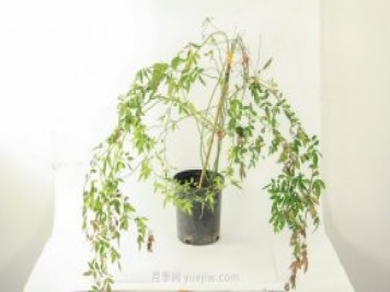 紅木香是什么花，耐寒可達零下20度