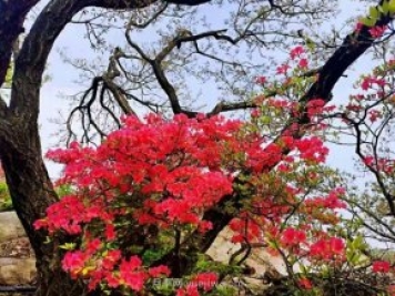南陽(yáng)桐柏：紅綠旅游總相宜
