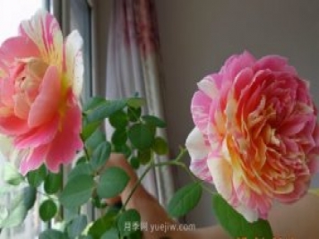 推薦適合夏天養(yǎng)的5種月季花，花量大不怕曬