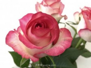 朱米莉亞月季，花開媲美玫瑰