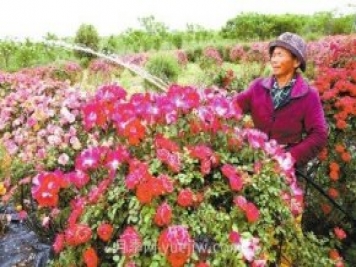 南陽月季和艾草、中牟大蒜……河南人努力書寫農(nóng)業(yè)產(chǎn)業(yè)化