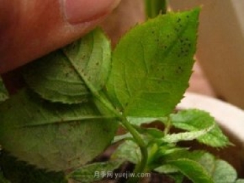 月季紅蜘蛛蟲害預防辦法，推薦3種藥物