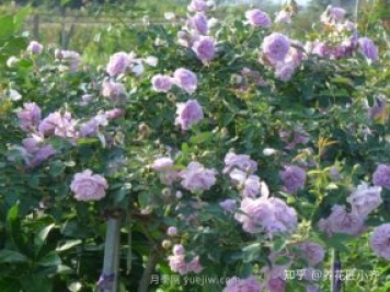 推薦4款月季品種，輕松打造小型月季花墻