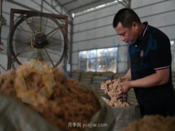 南陽新一季艾草成熟了，90后顯現對艾制品購買力