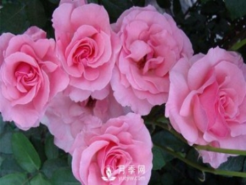 溫室月季小苗種植需要注意哪些事項？