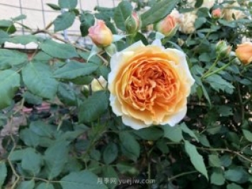 瑪格麗特王妃月季花的特點