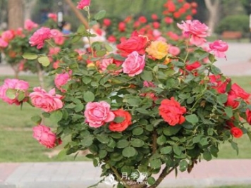 山東樹狀月季養(yǎng)護(hù)、管理需要這六要素