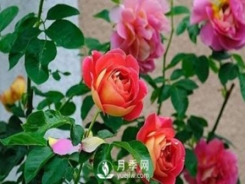 德州大花月季在日常中，怎么嫁接育苗和管理？
