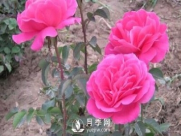 南陽(yáng)月季苗的肥水管理工作是怎樣的？