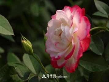 月季常見的病蟲害問題！月季這么養(yǎng)，芬芳留給你
