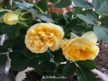 冬季實(shí)惠的裸根月季，栽種做好3件事讓冬季室內(nèi)開(kāi)滿花