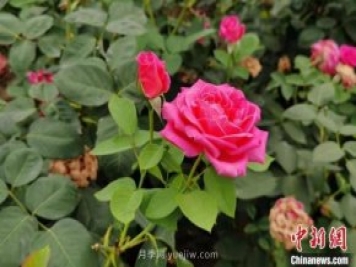河南南陽：一朵月季花撬動億元大產(chǎn)業(yè)