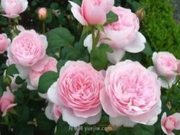 瑞典女王月季一年開幾次花？有哪些優(yōu)缺點？
