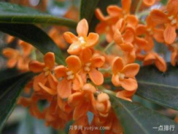 桂花哪個品種最名貴？名貴桂花品種排名