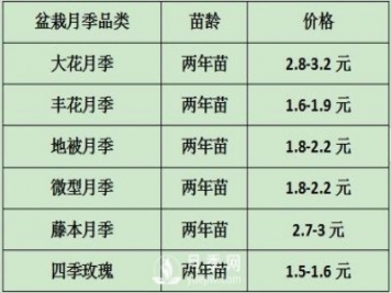 2021年春季盆栽月季市場報價 盆花月季多少錢一棵？