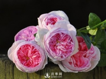 月季、薔薇開花還“結(jié)果”，微型月季盆栽放陽臺，1年開花300天