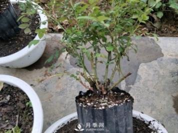 薔薇根嫁接的月季會長粗筍嗎？粗筍的位置從哪里長出來