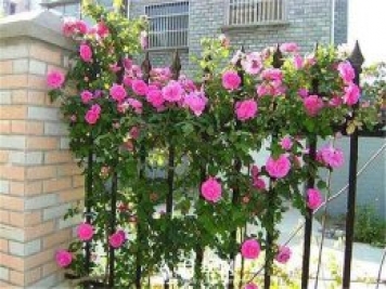 一年四季開(kāi)花不斷，花墻花柱造型任你塑造