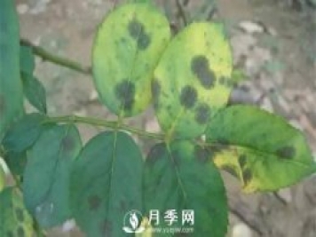 養(yǎng)護(hù)好月季花，這些蟲害技巧你要知道