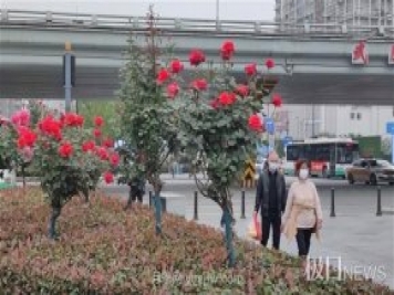 早開5天，武漢月季提前步入花海檔期