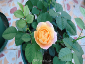 7月月季常爆發(fā)這3種蟲害，對癥下藥無煩惱