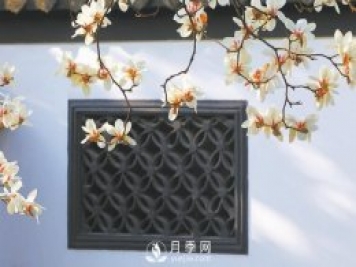 紫玉蘭名為辛夷，其實(shí)是份“心意”！了解玉蘭文化