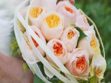 真宙月季和朱麗葉月季進(jìn)行對比，優(yōu)缺點(diǎn)一目了然