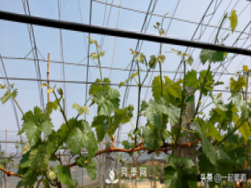 掌握規(guī)律合理摘心，讓陽光玫瑰葡萄聽話