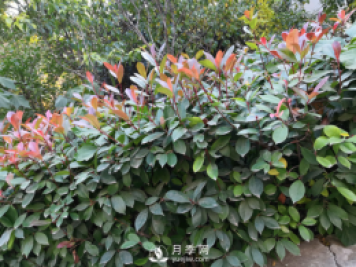 紅葉石楠養(yǎng)護(hù)，防治病蟲(chóng)害是關(guān)鍵