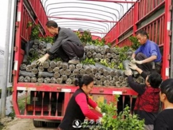 苗木運輸這樣搞，才能省錢