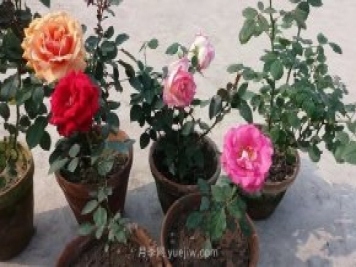 盆栽月季度夏養(yǎng)護(hù)手冊(cè)，病蟲(chóng)害防治和促花技巧