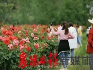 襄陽(yáng)?？担汉?jiǎn)家坪村月季花海引來(lái)眾多游客打卡