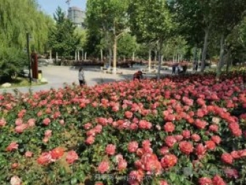 石家莊東環(huán)公園的月季正值盛花期，快來打卡