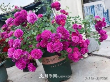 新年養(yǎng)盆香水月季，花朵香飄滿屋，陽臺盆栽佳品
