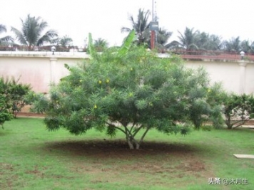 園林綠化是國家戰(zhàn)略，利潤很高，了解行業(yè)標(biāo)準(zhǔn)財(cái)富滾滾來