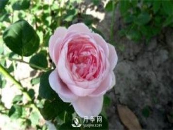 月季網(wǎng)告訴你環(huán)剝法扦插歐月如何操作？