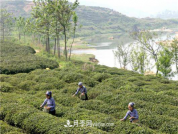 南陽(yáng)桐柏：科技助力茶鄉(xiāng)再添茶香