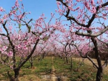 各地賞花經(jīng)濟(jì)興起，這些月季苗木又火了一把