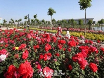 南陽月季產(chǎn)業(yè)6大發(fā)展優(yōu)勢