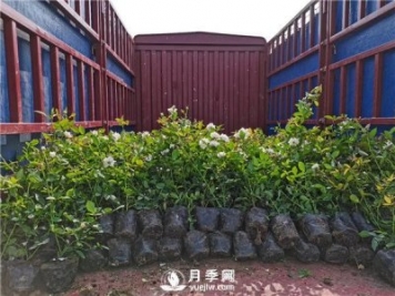 月季小苗如何移栽？