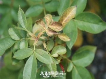 別再傻傻擼葉子了，這才是對(duì)付紅蜘蛛的必殺技！