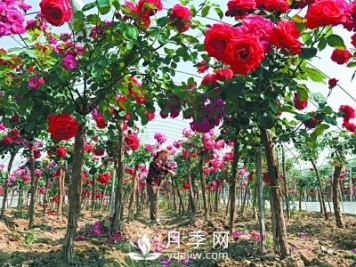 新品“月季樹”為北京市花添色彩，居然引種自南陽內(nèi)鄉(xiāng)