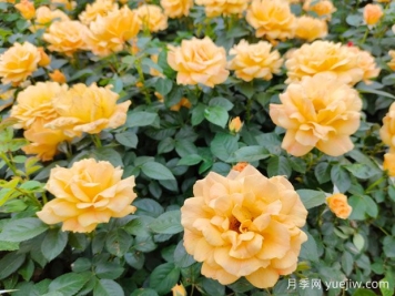 豐花月季開(kāi)花機(jī)器，稱霸園林綠化
