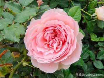 非常值得養(yǎng)的6種月季花，花美抗病四季開花