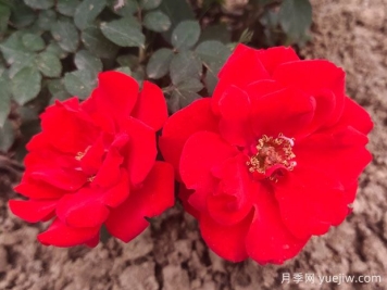不同顏色的月季花語是什么？