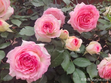 薔薇和月季怎么區(qū)分？