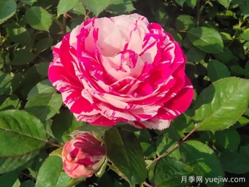 一文教你區(qū)分月季、玫瑰和薔薇的細(xì)微差別
